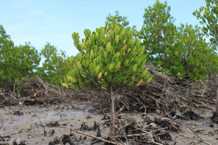 Planting trees for reforestation in Madagascar Ceriops Tagal with Tree Nation - Lavina Jewelz