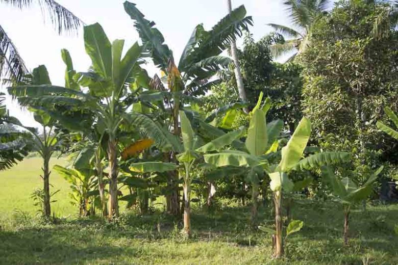 Planting trees for reforestation in Tanzania Musa Acuminata with Tree Nation - Lavina Jewelz
